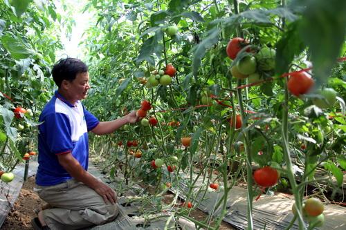 Vườn cà chua của ông Nhã sai trĩu quả. Ảnh: Hoài Thanh